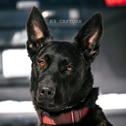 Riot - Dutch Shepherd