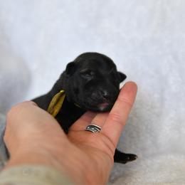 Yellow - Sable female German Shepherd puppy in Louisburg, North Carolina from C6 Ranch & Shepherds