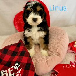 Linus - Tri-color male Bernedoodle puppy in Wellsville, Kansas from Fancy Farm Manor Doodles