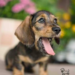 Dixie - Wild  boar and tan female Dachshund puppy in Brooksville, Florida from Dapper Doxies