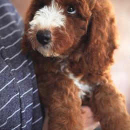 Bernedoodle, Goldendoodle, Golden Retriever, Irish Doodle, and Poodle Puppies from Red String Farmstead