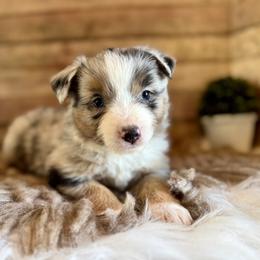 Boomer - Blue merle male Miniature American Shepherd puppy in Ash Grove, Missouri from 3 Barrels Farms, LLC