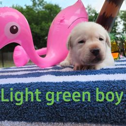 Labrador Retriever Puppies from Texas Finest English Labradors