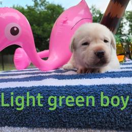 Labrador Retriever Puppies from Texas Finest English Labradors