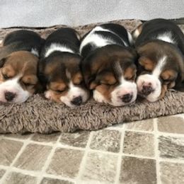 Beagle Puppies from Debra's Beagles