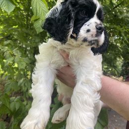 Cocker Spaniel Puppies from Mable meadows Cockers