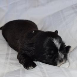 Bashful - Black and white female Shih Tzu puppy in Porterville, California from Moore Shih Tzus