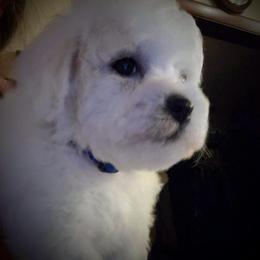 Blue male - White male Bichon Frise puppy in Apple River, Illinois from Barb's Bichons Bichonfrise.ws