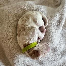Kale (Lime Green) - Parti male Poodle puppy in Burwell, Nebraska from Petersen Poodles