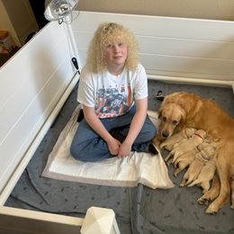 Golden Retriever Puppies from PSI LOVE YOU Goldens