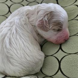 George - Blenheim male Cavapoo puppy in Norton Shores, Michigan from Dune Pack Doodles and Poodles