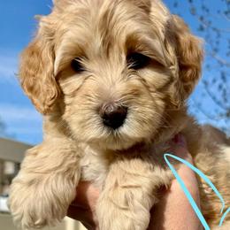 Light Blue Sweetheart - Girl 1 - Yellow and white female Bernedoodle puppy in South Jordan, Utah from Ellas.Pups (Bernedoodles & Cavapoos)