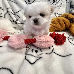 Girl 1 - Gold and white female Shih Tzu puppy in Tampa, Maryland from Saraya’s Shih Tzus