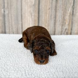 Lungo sable merle - Merle male Australian Labradoodle puppy in Wamego, Kansas from Doodles of Oz