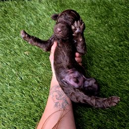 Amethyst - Phantom male Poodle puppy in Pinedale, Wyoming from Courey Spire