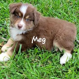 Meg - Red tri female Miniature Australian Shepherd puppy in Waxhaw, North Carolina from Cane Creek Aussies
