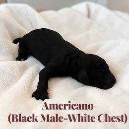 Americano - Black male Poodle puppy in Ellenburg Center, New York from Kristin's Puppies