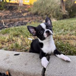 Kelp - Black and white male Chihuahua puppy in Auburn, California from Gold Country Chihuahuas