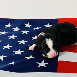 Firecracker 🇺🇸 - Black tri Miniature Australian Shepherd puppy in Minnesota from Broken T Australian Shepherds