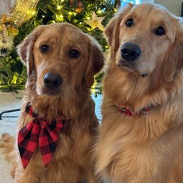 Golden Retrievers from Marshall Goldens