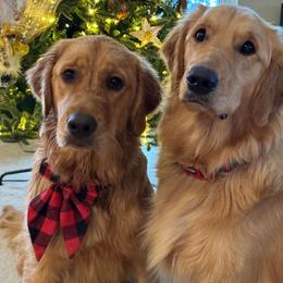 Golden Retrievers from Marshall Goldens