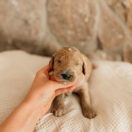 George - Apricot male Goldendoodle puppy in Yukon, Oklahoma from Bows and Ties Doodles, LLC