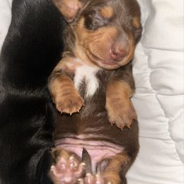 Chocolate And Tan Female 4 - Chocolate and tan female Dachshund puppy in Blackstone, Virginia from Cheyenne's Dachshunds