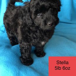 Aussiedoodle, Colorado Mountain Dog, and Corgipoo Puppies from Stone Table Ranch/STR Just Doodle It