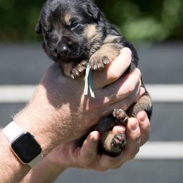 German Shepherd Puppies from Vom Haus Rabenstein