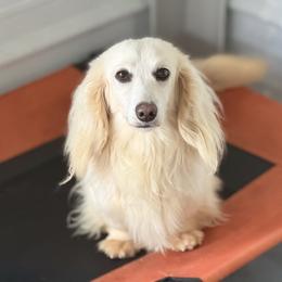 Russ - Dachshund