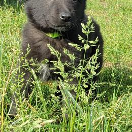 Girl 4 Green collar - Black female Belgian Sheepdog puppy in Green Bluff, Washington from Clawson Belgians