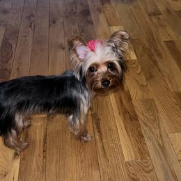 Miss Geneva  - Yorkshire Terrier
