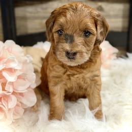 Bernedoodle and Whoodle Puppies from Genesis Family Farm