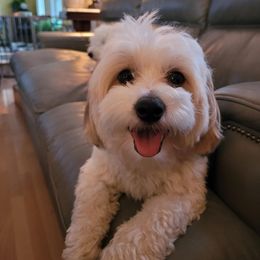 Miley - Coton de Tulear