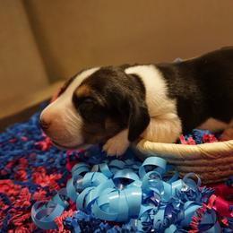 Blue boy - Tri-colored male Treeing Walker Coonhound puppy in Lovelady, Texas from 3 Color Kennel