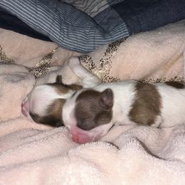 Shih Tzu Puppies from Wood Foo Breeders