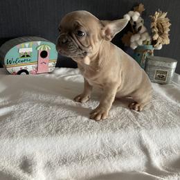 Boston Terrier and French Bulldog Puppies from Findley’s Furbabies