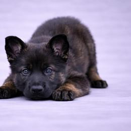 Orange Collar - Sable female German Shepherd puppy in Casscoe, Arkansas from Crown H Shepherds