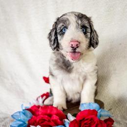 Apache - White and blue merle male Bordoodle puppy in Elizabeth City, North Carolina from Howdy Doodles