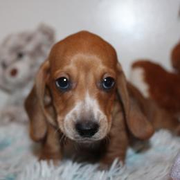 Boy 1 - Piebald male Dachshund puppy in Craig, Colorado from Rocky Mountain Shih Tzus and Dry Creek Miniature Dachshunds