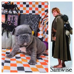 Samwise Gamgee - Blue male French Bulldog puppy in Denver, Colorado from Mecham Family kennels -MechamFrenchies