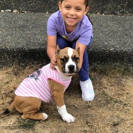 American Bully Puppies from Shooting Star Bullies