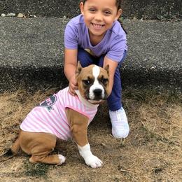 American Bully Puppies from Shooting Star Bullies
