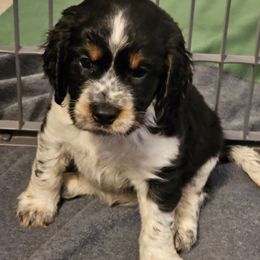 Pink paw collar - Tri-Roan female English Springer Spaniel puppy in Anderson, South Carolina from Hembree Creek Springers