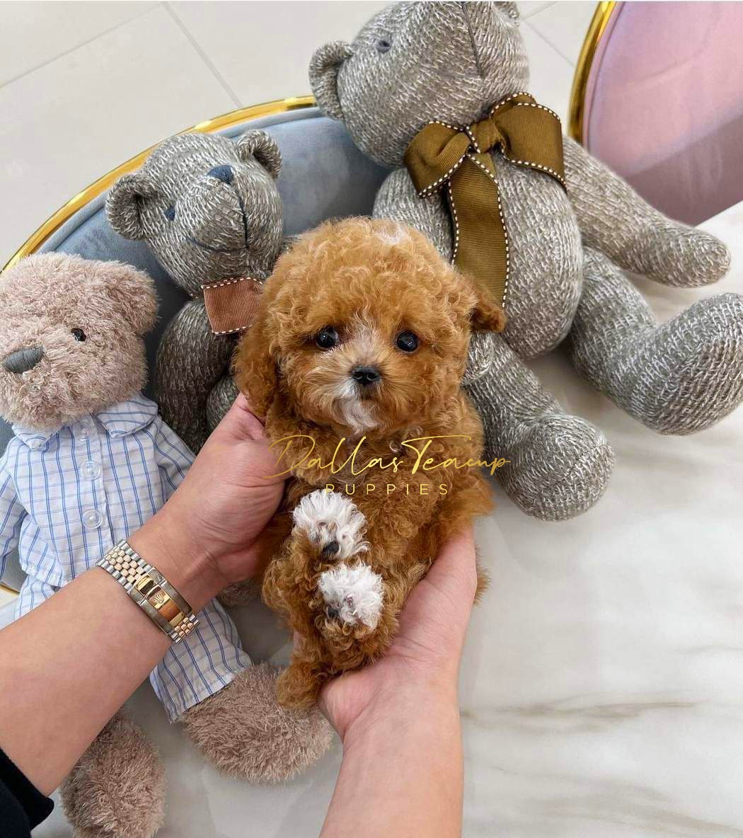 Maltese, Maltipoos, Poodles, and Yorkshire Terriers from Dallas Teacup Puppies