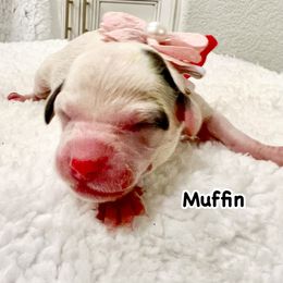 MUFFIN - Black and white female Bernedoodle puppy in Houston, Texas from Pia’s Doodle Poodle Wag