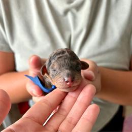 Honor - Blue merle male Bernedoodle puppy in Jacksonville, Florida from Autumn's Aussies