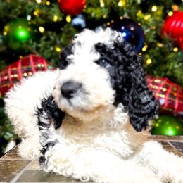 Frost (Purple Collar) - Goldendoodle puppy from M & L Doodles, LLC