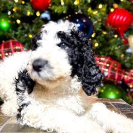Frost (Purple Collar) - Goldendoodle puppy from M & L Doodles, LLC