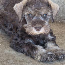 Cami - Liver female Miniature Schnauzer puppy in Paradise, Utah from Highbornschnauzers